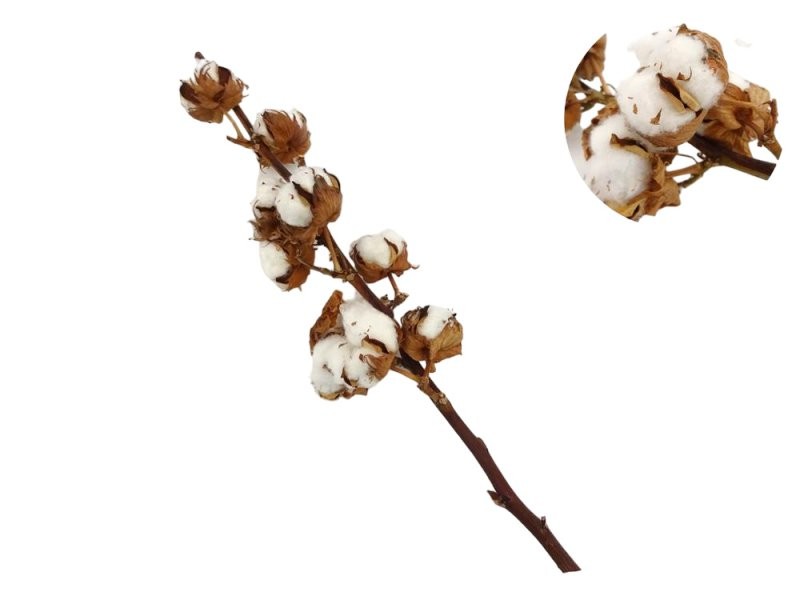 VERDS, COTO 75cm. (preu x vara)