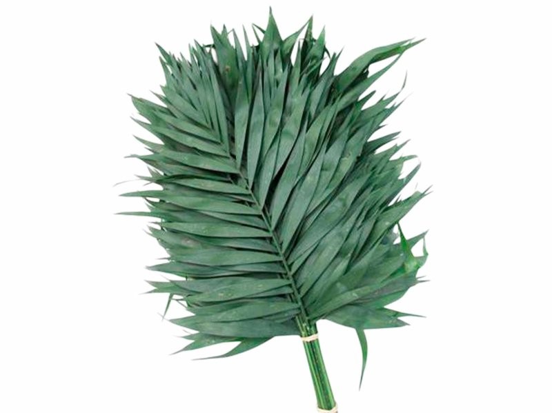 VERDS, CHICO 20cm. (paq.x20)