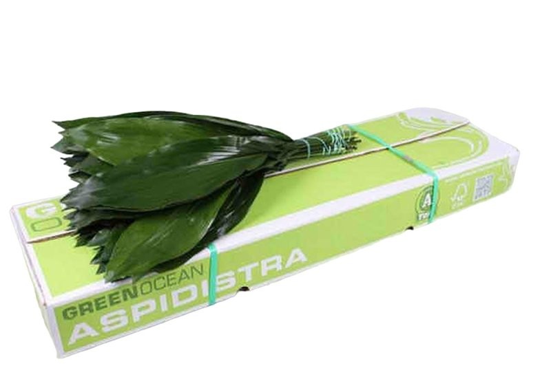 VERDS, ASPIDISTRA 70cm paq.x10