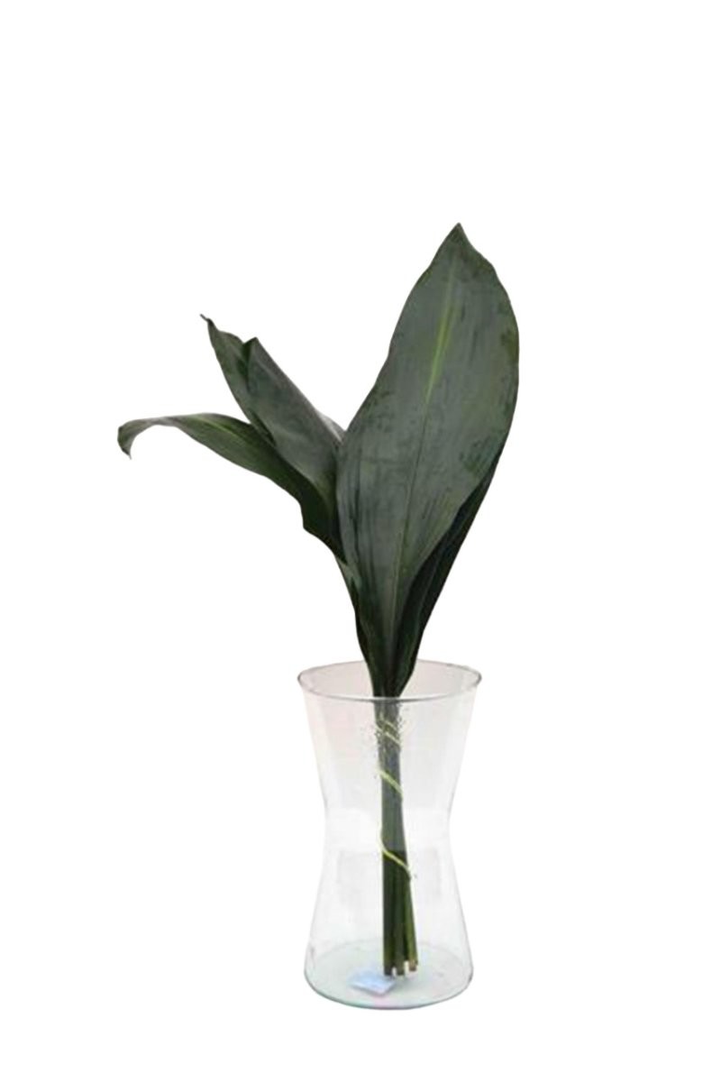 VERDS, ASPIDISTRA 60cm paq.x10
