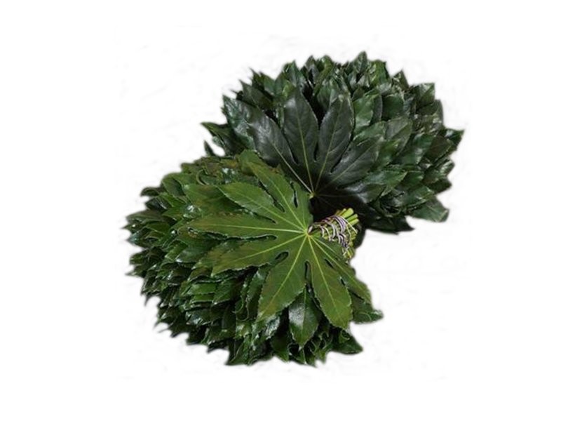 VERDS, ARALIA EXTRA, paq. x10