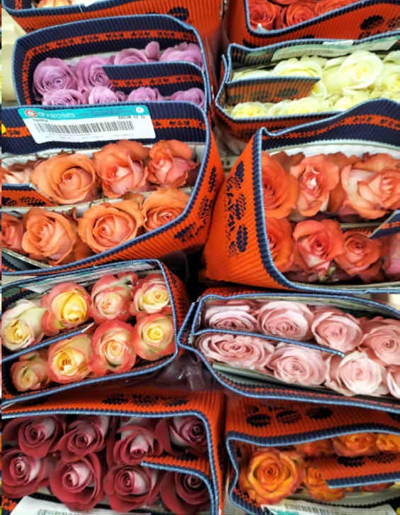 ROSA ECUADOR,  50cm. x12 tiges.