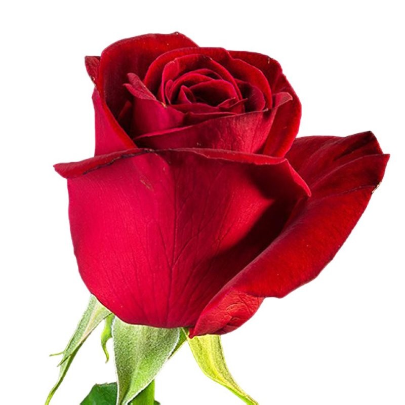 ROSA COLOMBIA, 50cm. x25 FREEDOM vermell