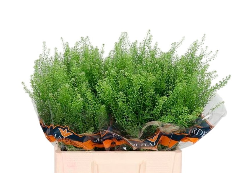 FLOR, THLASPI GREENBELL 70cm. x 5 tiges.