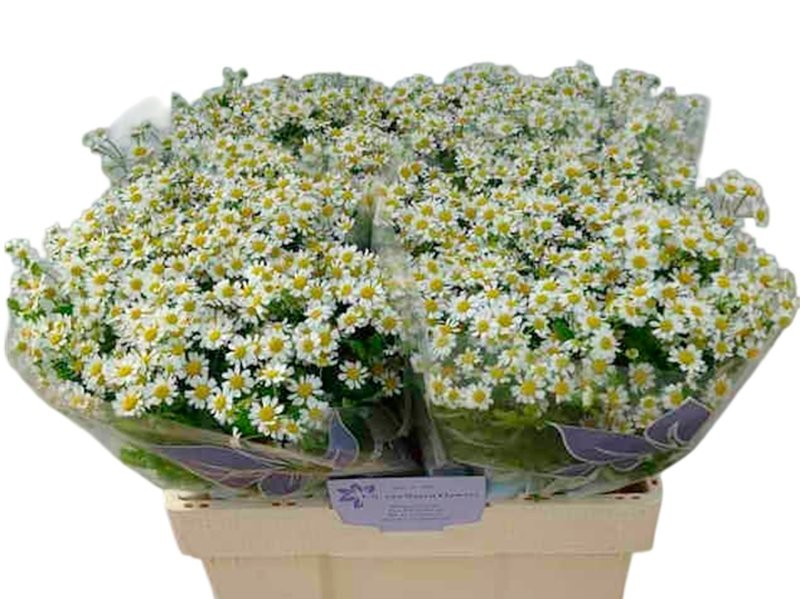 FLOR, TANA PA PURE KANILE 60cm. x5 tiges.