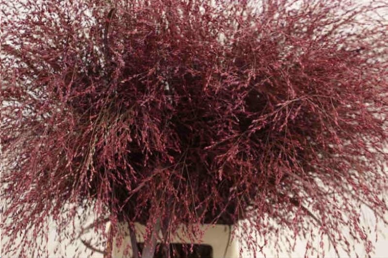 FLOR, PANIC FOUNTAIN blanc/vermell 100cm. x10