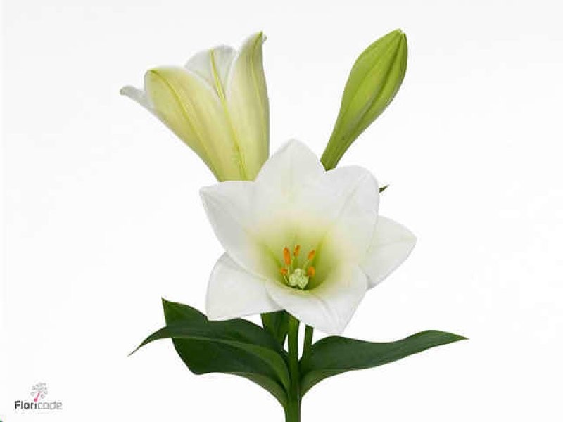 FLOR, LILIUM LONGUIFLORUM WATCH UP. paq.x10 tiges