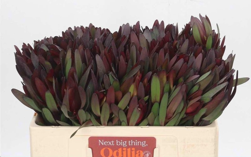 FLOR, LEUCADENDRON SAFARI 50CM  x10 tiges.