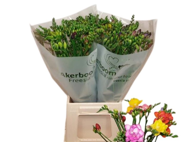 FLOR, FREESIA MIX x10 tiges
