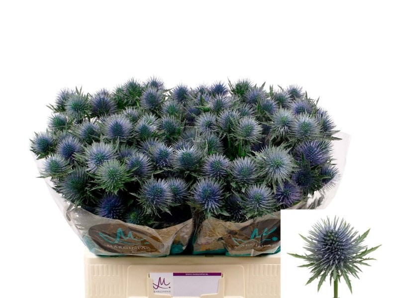 FLOR, ERYNG MAGNETAR QSTAR 40cm. x10 tiges.