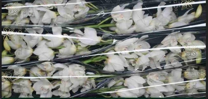 FLOR, CYMBIDIUM x6 80CM BLANC preu vara