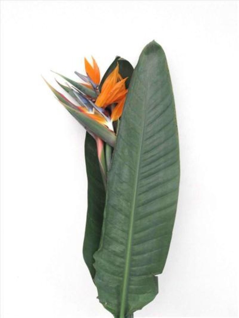 FLOR, STRELITZIA paq.x5 (120cm)