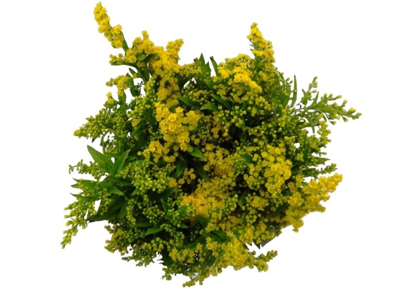 FLOR, SOLIDAGO paq. x25 tiges.