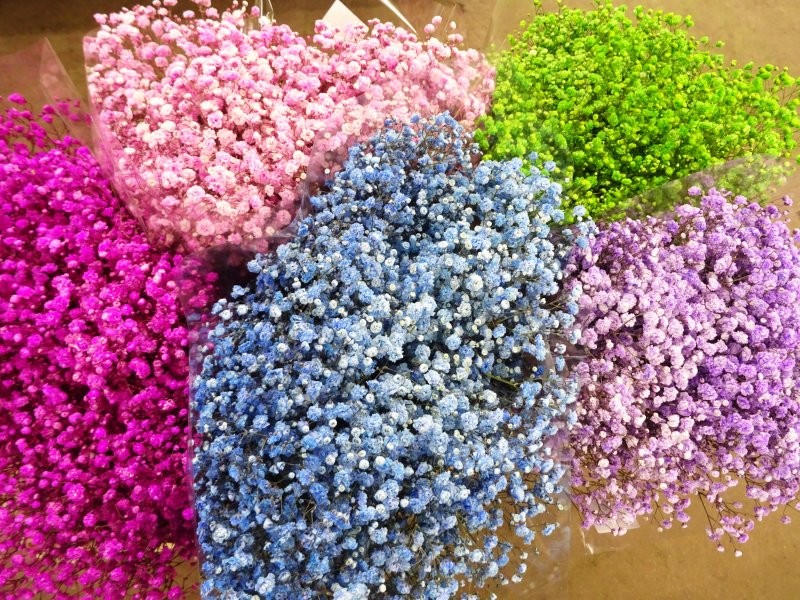 FLOR, PANICULATA PINTADA  750 grams.