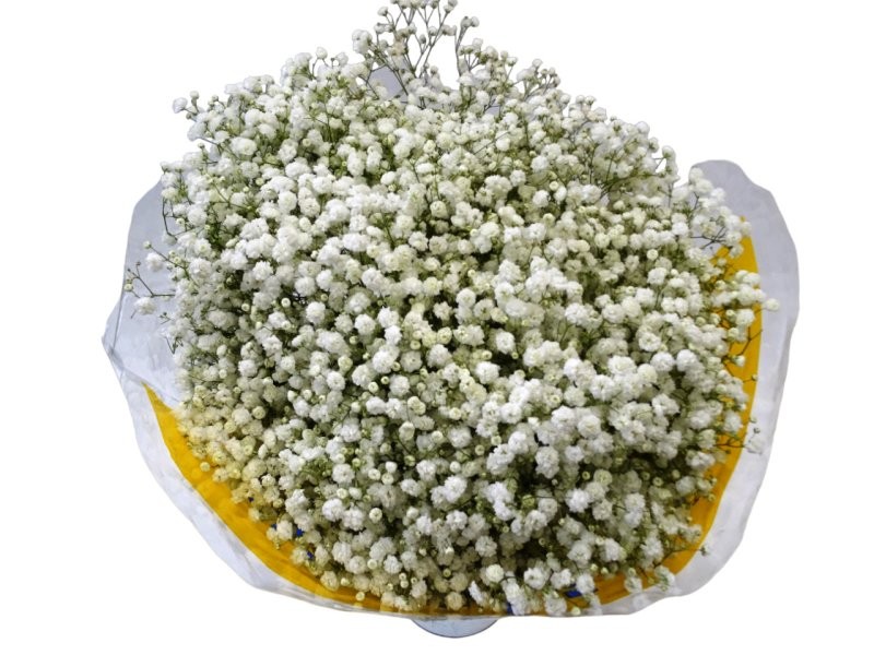 FLOR, PANICULATA EQUADOR (EXCELENT) 750gr.