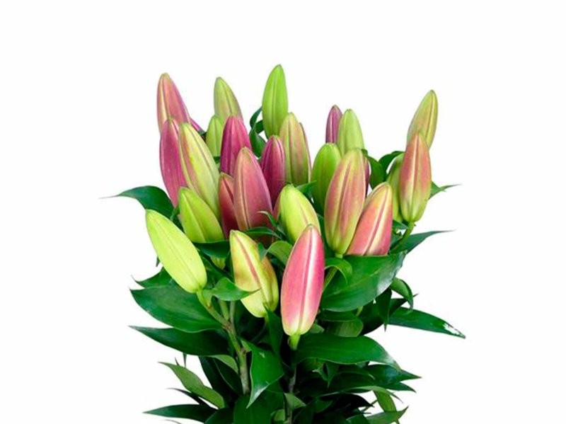 FLOR, LILIUM ORIENTAL ROSA 100cm (paq. x 10)