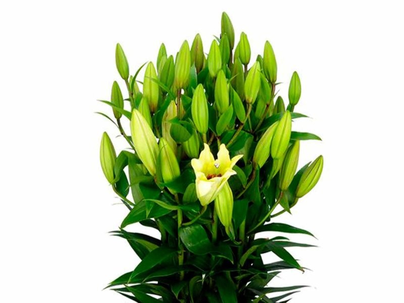 FLOR, LILIUM ORIENTAL BLANC 100cm. (paqx10)