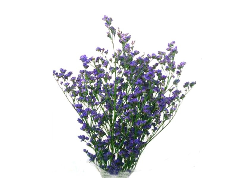 FLOR, LIMONIUM paq. x5 NACIONAL