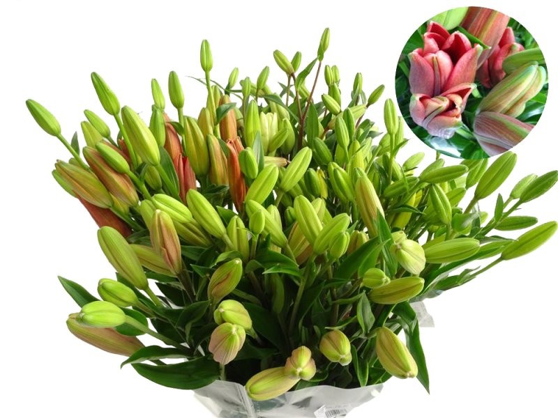 FLOR, LILIUM L.A. MIX (paq. x 10)