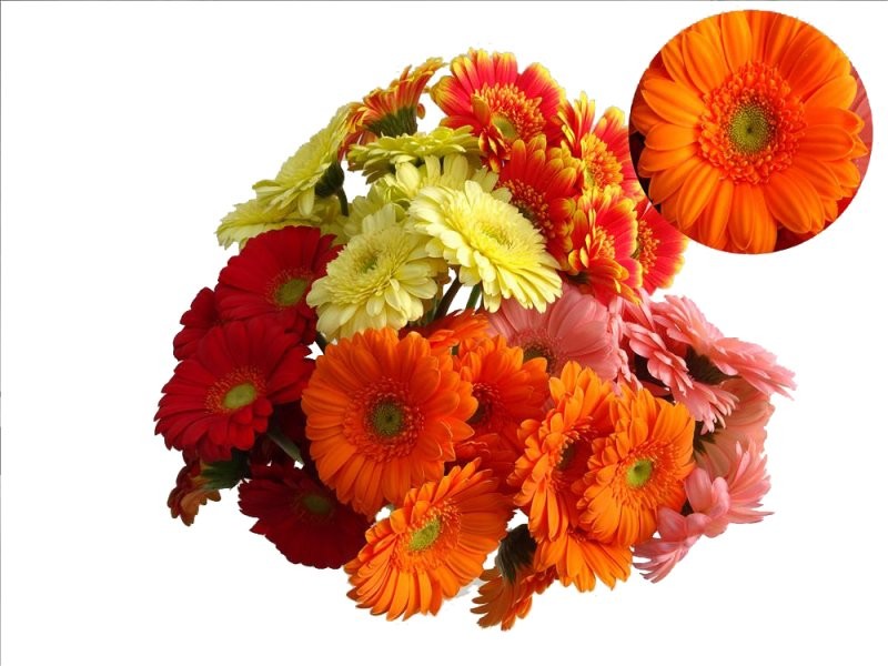 FLOR, GERBERA pom x10 totes les varietats