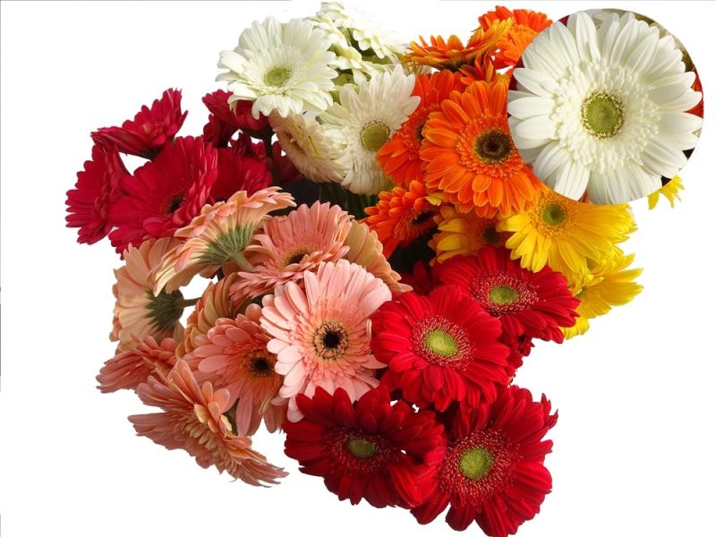 FLOR, GERMINI  PAQUET x10 MIX COLORS