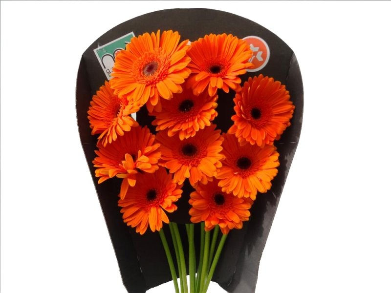 FLOR, GERBERA raqueta x10 MIX COLORS