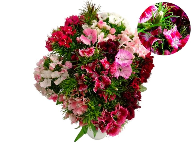 FLOR, CLAVELL POETA paq.x10