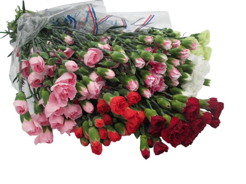 FLOR, CLAVELL MINI Italia x20 tiges. extra