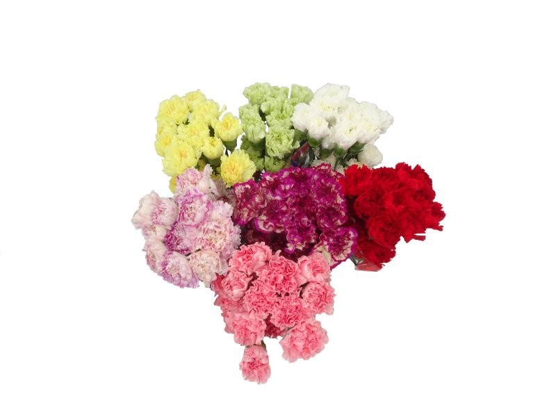 FLOR, CLAVELL COLOMBIA FANCY(paq x20)