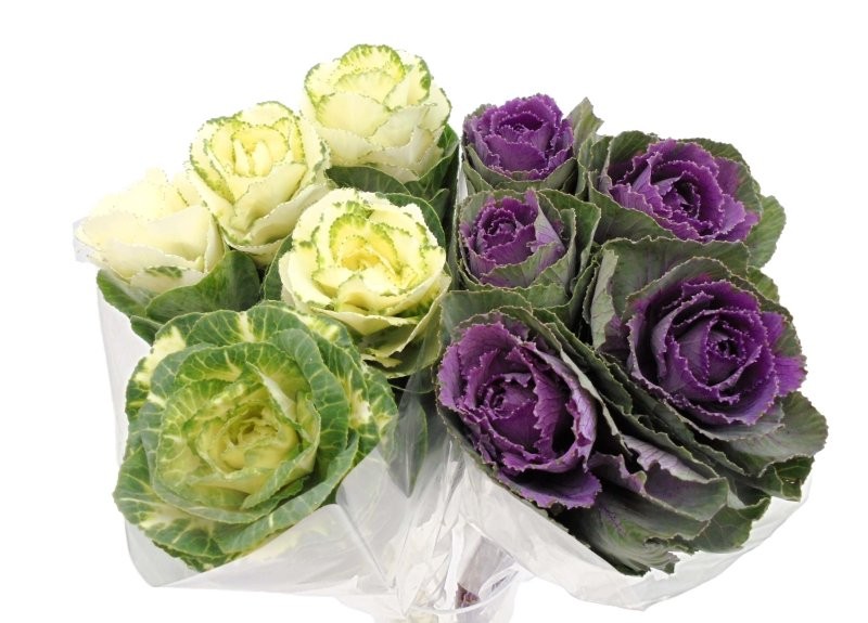 FLOR, BRASICA MIX x5 (FLOR)