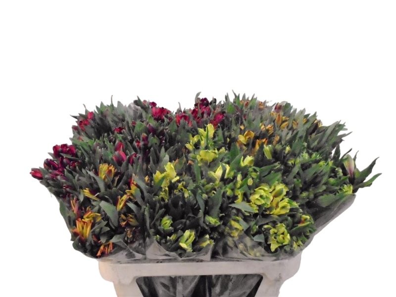 FLOR, ALSTROEMERIA (selec) paq. x10 tg