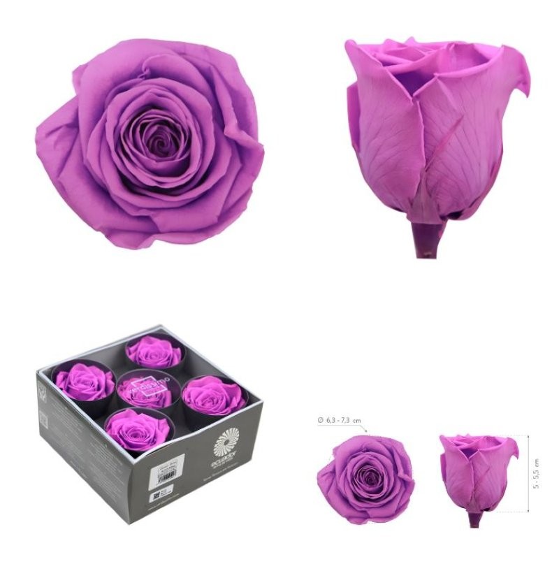 ROSA PRESERVADA SENSE TIJA LILA BRILLANT CX 5UNI