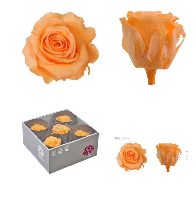 ROSA PRESERVADA SENSE TIJA PRESSEC CX 5UNI