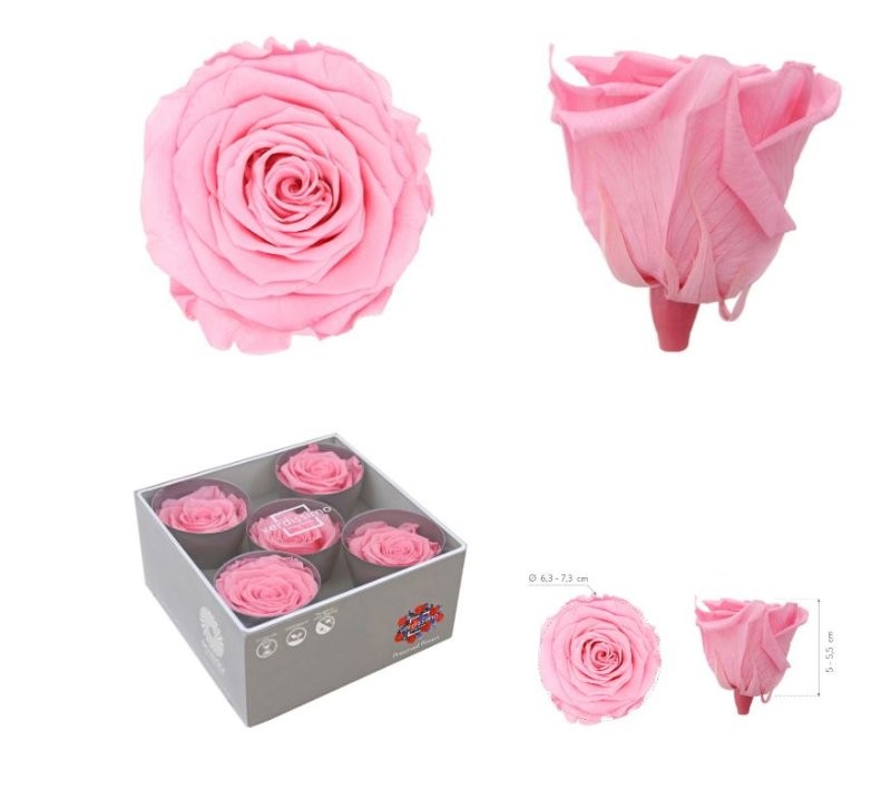 ROSA PRESERVADA SENSE TIJA ROSA PASTEL CAIXA 5 UNI