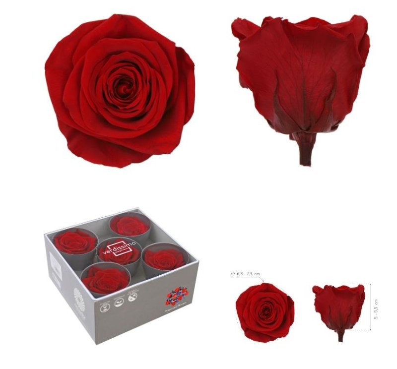 ROSA PRESERVADA SENSE TIJA VERMELLA CAIXA 5UN