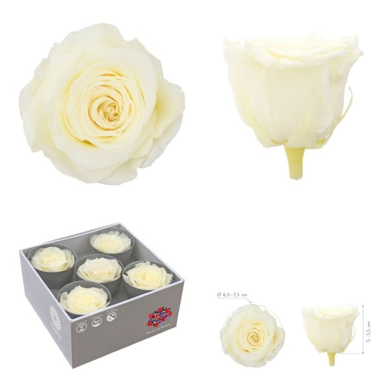 ROSA PRESERVADA SENSE TIJA CHAMPAGNE CAIXA 5 UNI