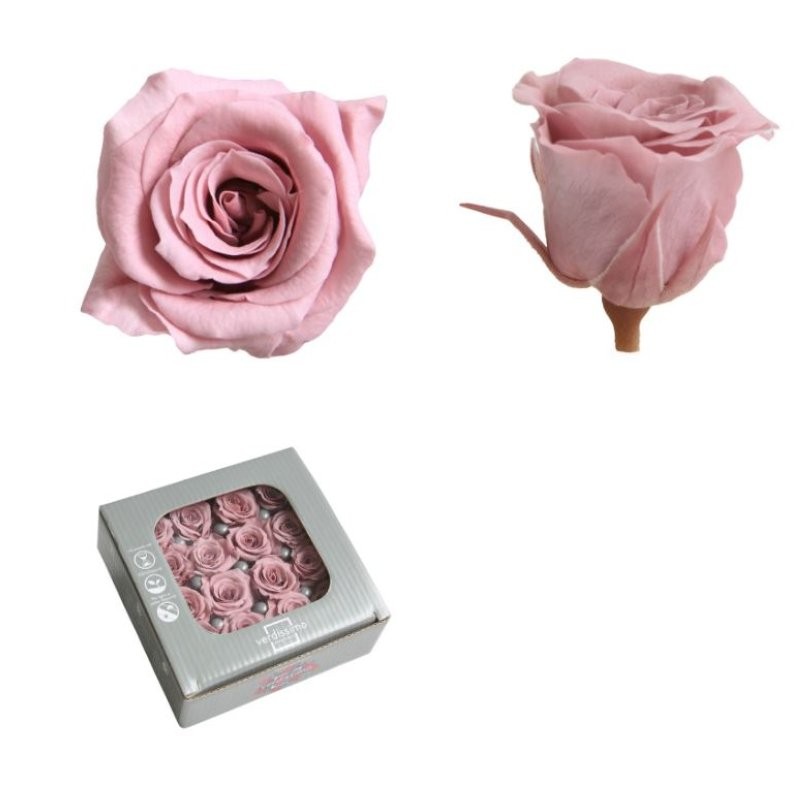 ROSA PRES MINI SENSE TIJA CHERRY VINTAGE CX 16UN