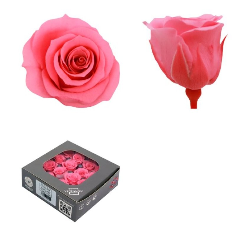 ROSA PRES MINI SENSE TIJA ROSA PASTEL CAIXA 16UNI