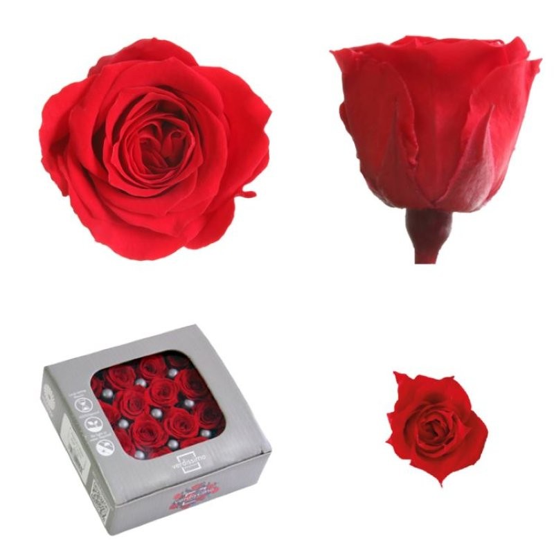 ROSA PRES MINI SENSE TIJA VERMELLA CAIXA 16UNI