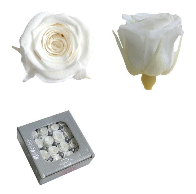 ROSA PRES MINI SENSE TIJA BLANC CAIXA 16UNI