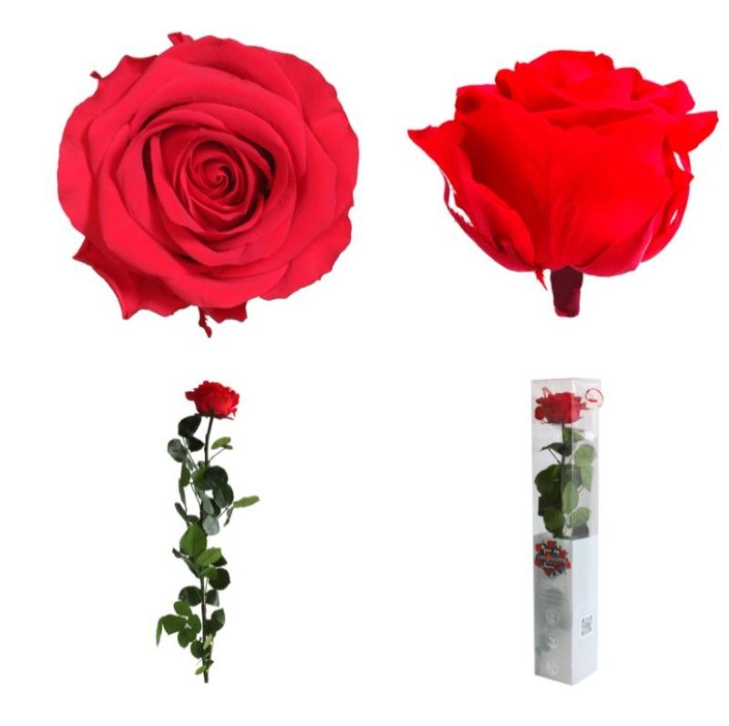 ROSA PRESERVADA VERMELLA PREMIUM CAIXA REGAL 55CM