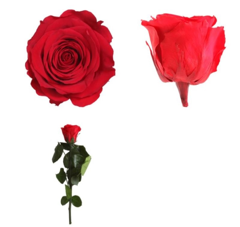 ROSA PRESERVADA VERMELLA TIJA 20cm. (UNITAT)
