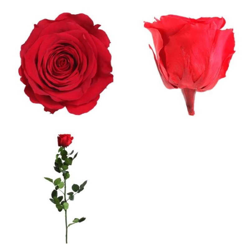 ROSA PRESERVADA VERMELLA TIJA 50cm. (UNITAT)