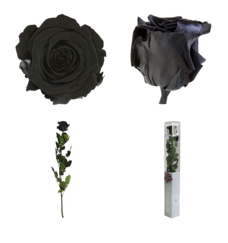 ROSA PRESERVADA NEGRA CAIXA REGAL 55CM