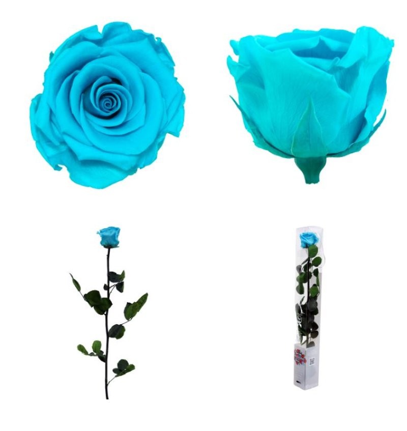 ROSA PRESERVADA TURQUESA CAIXA REGAL 55CM