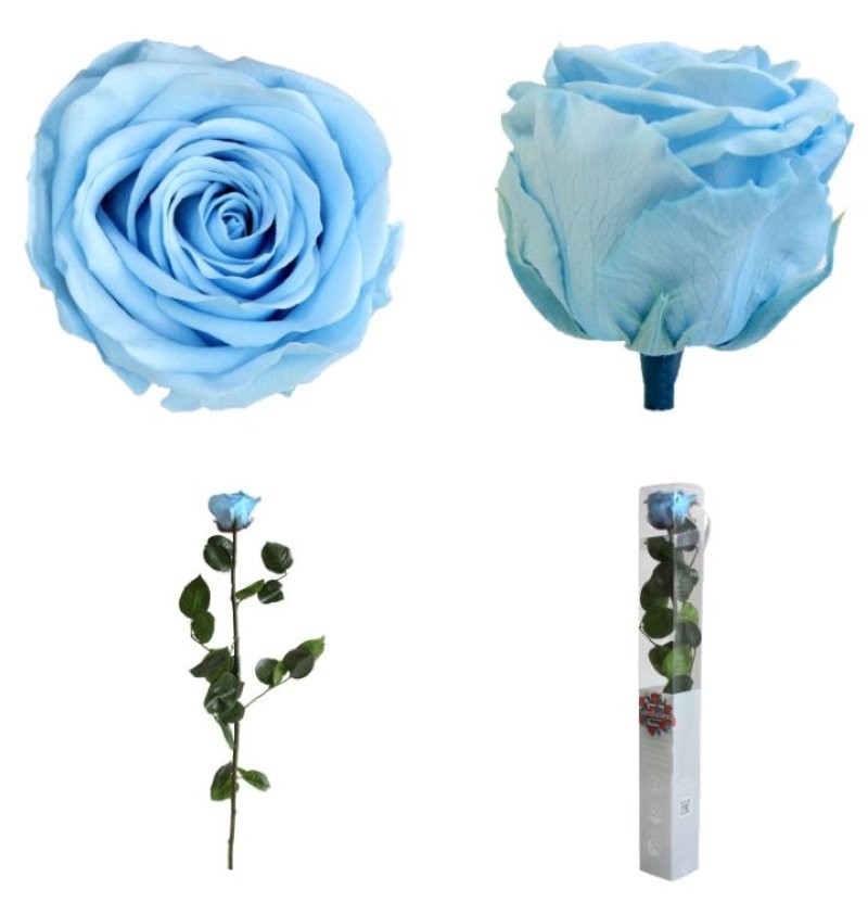 ROSA PRESERVADA BLAU CLAR CAIXA REGAL 55CM