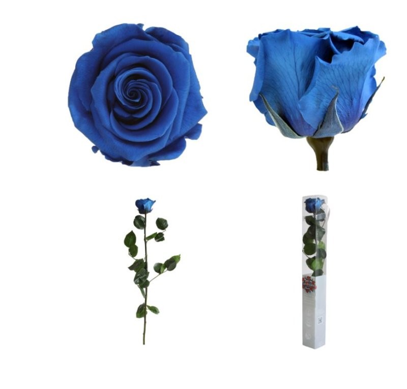 ROSA PRESERVADA BLAVA CAIXA REGAL 55CM