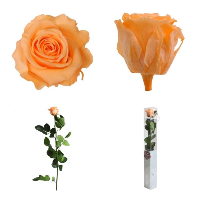 ROSA PRESERVADA PRESSEC CAIXA REGAL 55CM