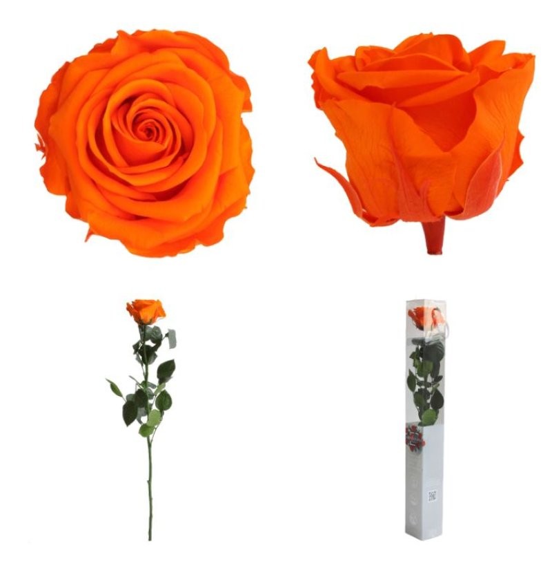 ROSA PRESERVADA TARONJA CAIXA REGAL 55CM
