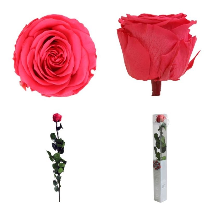 ROSA PRESERVADA ROSA FORT CAIXA REGAL 55CM
